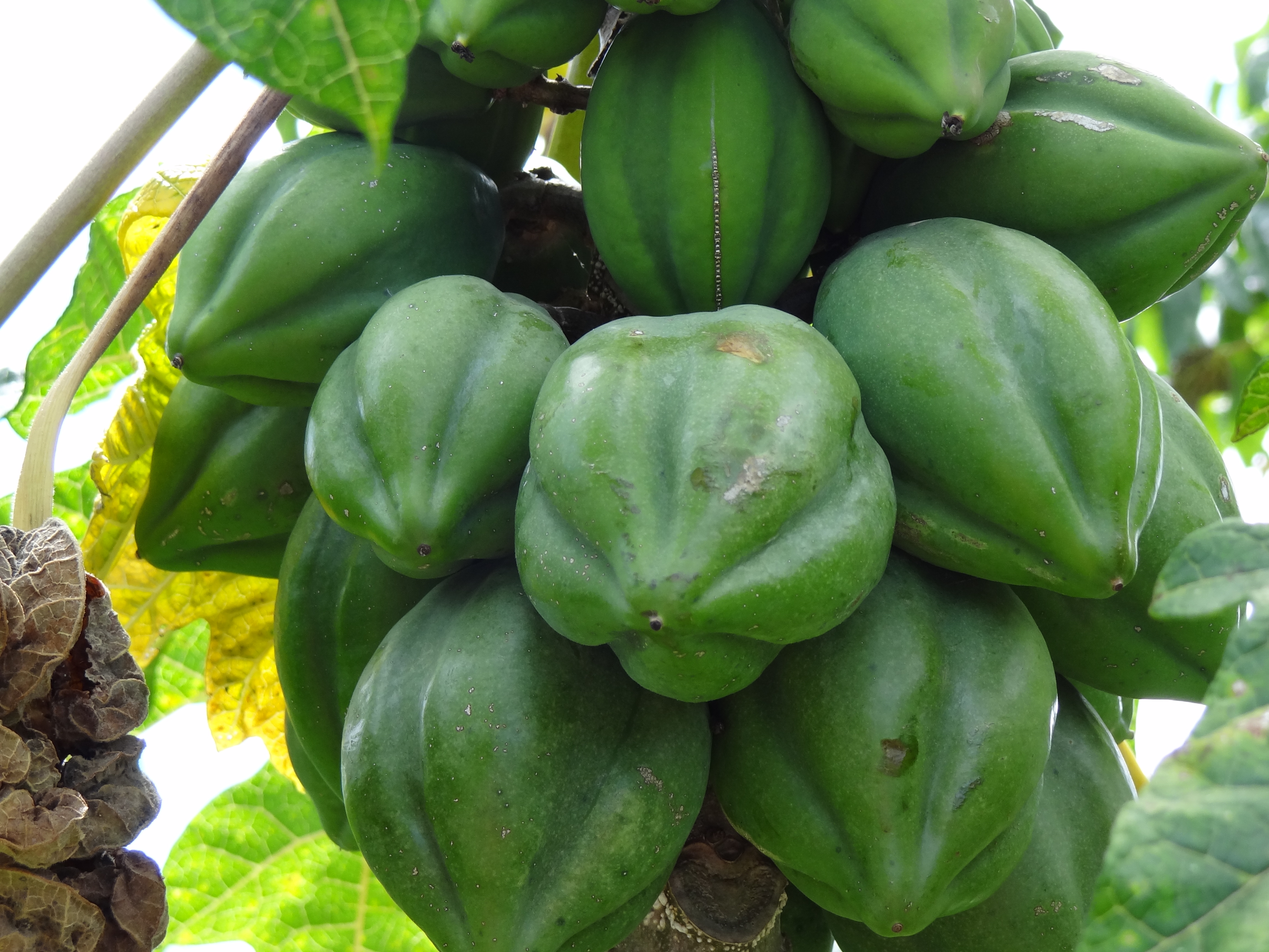 پاپایا کوهی